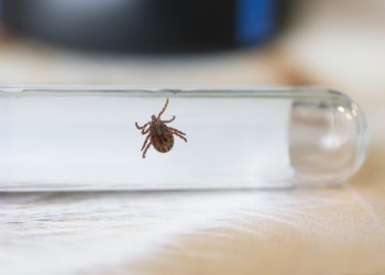 Kene İlaçlama: İstanbul’da Kırsaldan Kente Taşınan Gizli Tehlike