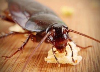Hamam Böceği Evlere Neden Girer?